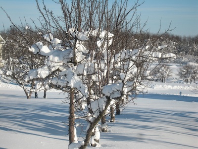 Feb Snow Feb Snow